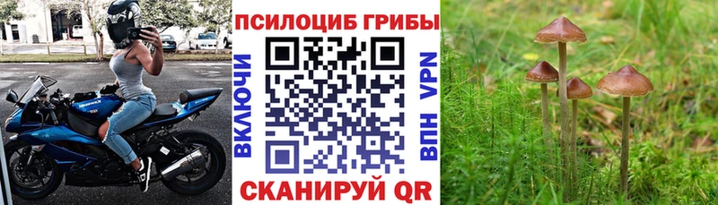 гидра зеркало Малоярославец Галлюциногенные грибы Cubensis